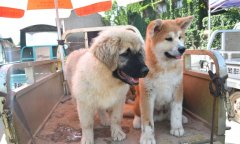 秋田犬八千（秋田犬价格多少钱一只）