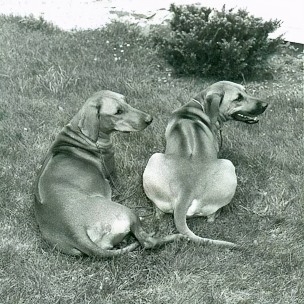 寻根问祖系列（92）：罗得西亚脊背犬（Rhodesian Ridgeback）