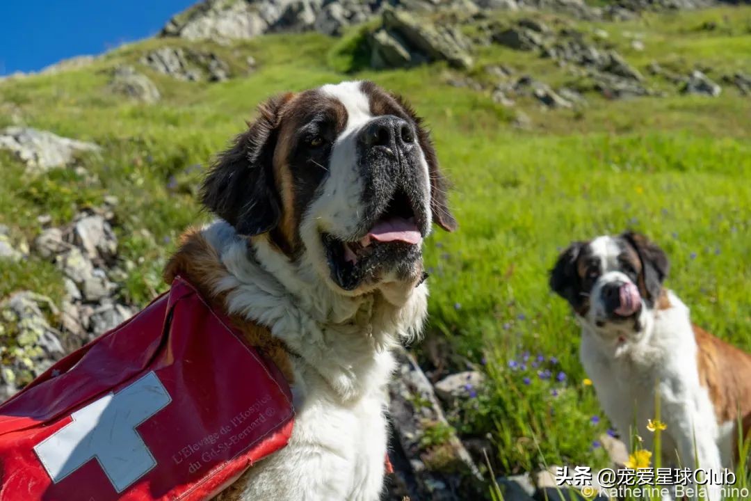 百科 | 圣伯纳犬，拥有超萌力的瑞士铁汉