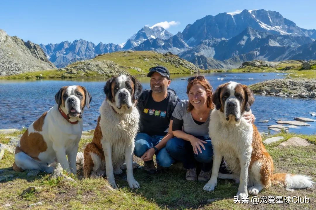百科 | 圣伯纳犬，拥有超萌力的瑞士铁汉