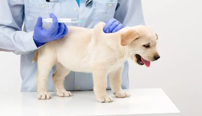 给狗狗免疫有多重要？让宠物医生带你了解传染病-“犬瘟热”