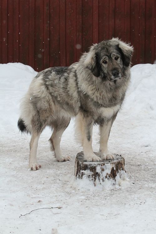 体型最大的狗狗之一，高加索犬，也是战斗民族喜欢养的彪悍土狗