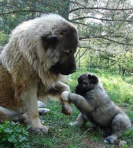 体型最大的狗狗之一，高加索犬，也是战斗民族喜欢养的彪悍土狗