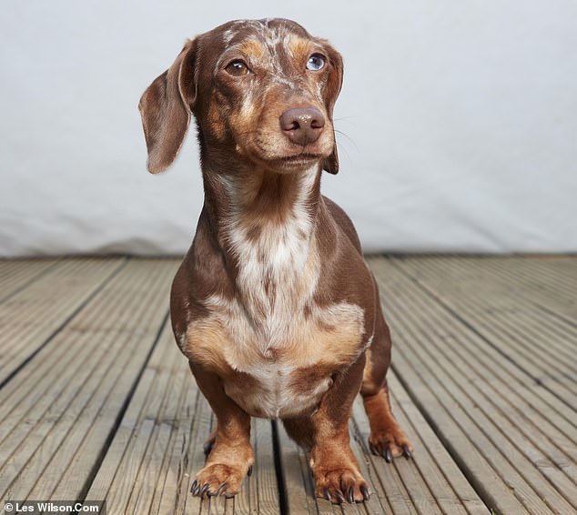 50英镑检测纯种犬，很多主人检测完都要哭了，有血统证明都能假！