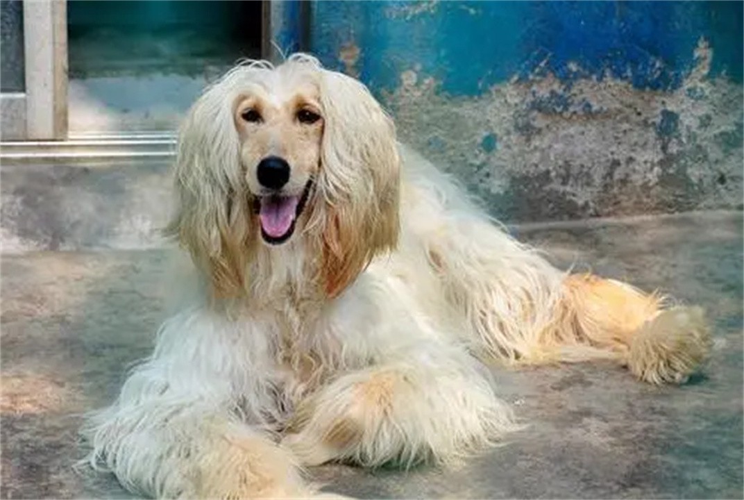 阿富汗犬外貌高贵优雅，为什么国内却禁止饲养？