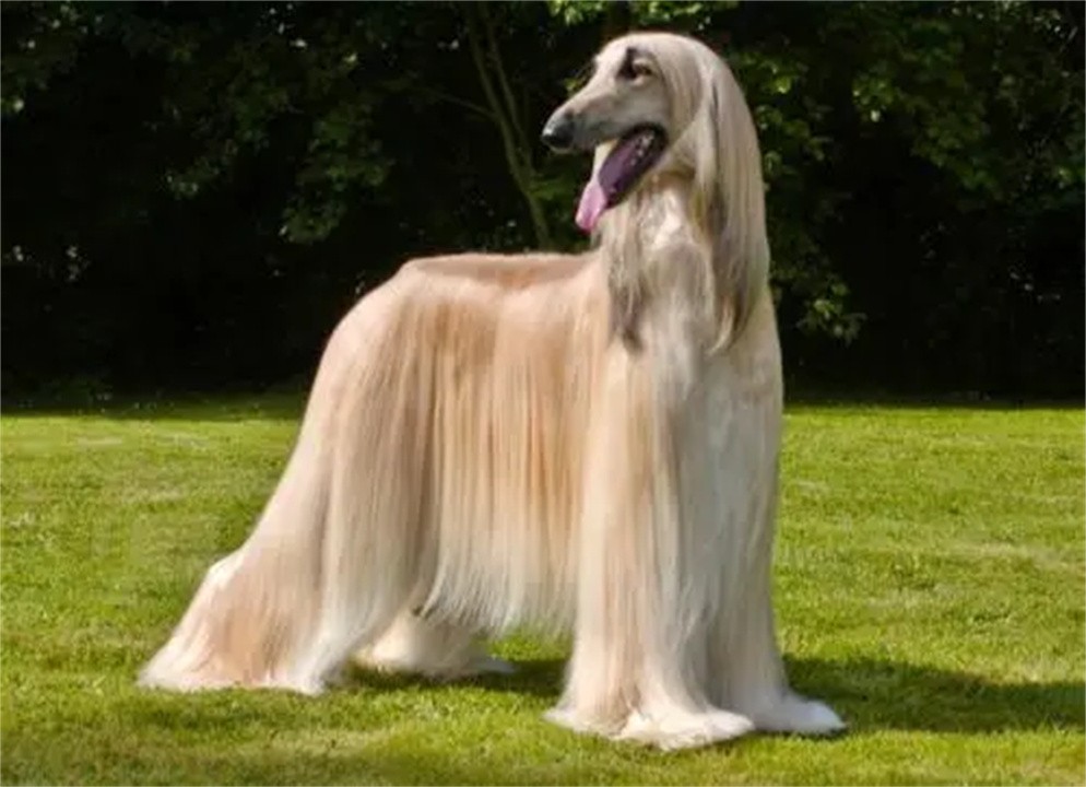 阿富汗犬外貌高贵优雅，为什么国内却禁止饲养？