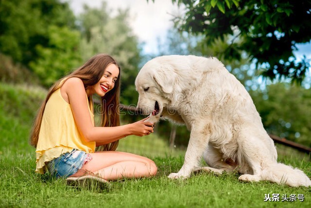 俄国人的大藏獒，原东德的凶猛犬种，俄罗斯女人的最爱，高加索犬