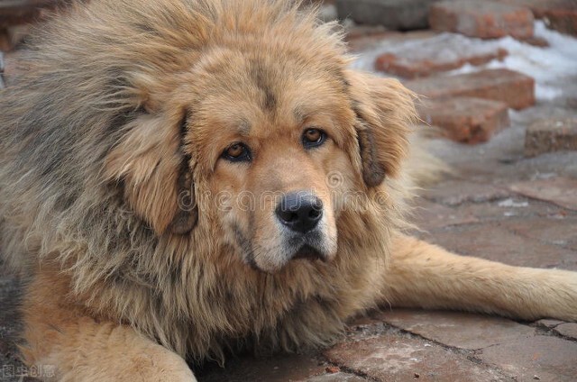 俄国人的大藏獒，原东德的凶猛犬种，俄罗斯女人的最爱，高加索犬