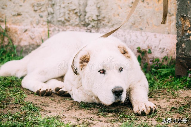 俄国人的大藏獒，原东德的凶猛犬种，俄罗斯女人的最爱，高加索犬