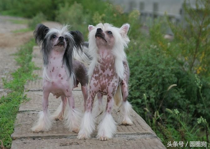 世界名犬——中国冠毛犬（中国无毛犬）玩具犬类