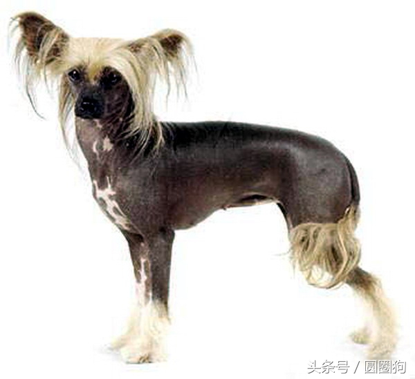 世界名犬——中国冠毛犬（中国无毛犬）玩具犬类