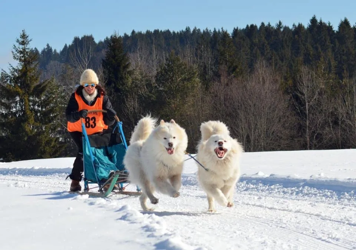 雪橇犬的种类都有哪些？
