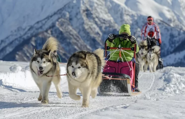 雪橇犬的种类都有哪些？