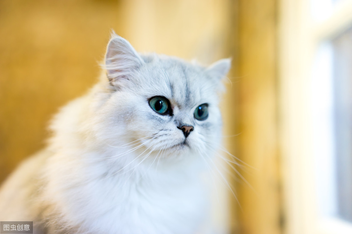 波斯猫的眼睛为什么一蓝一黄？