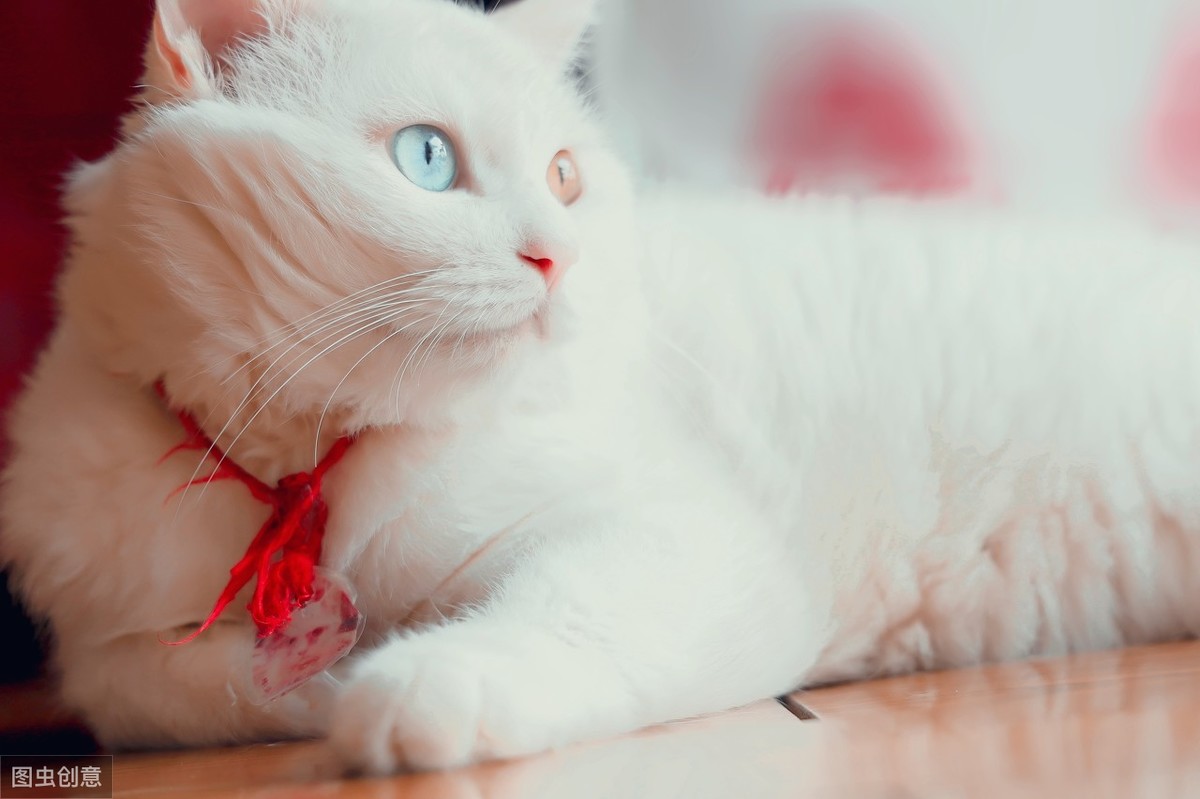 波斯猫的眼睛为什么一蓝一黄？