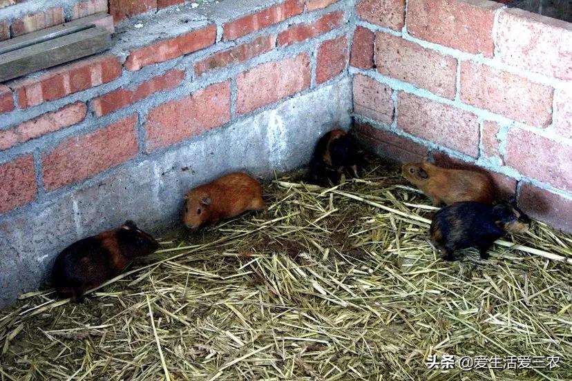 黑豚鼠养殖，农村致富新途径！