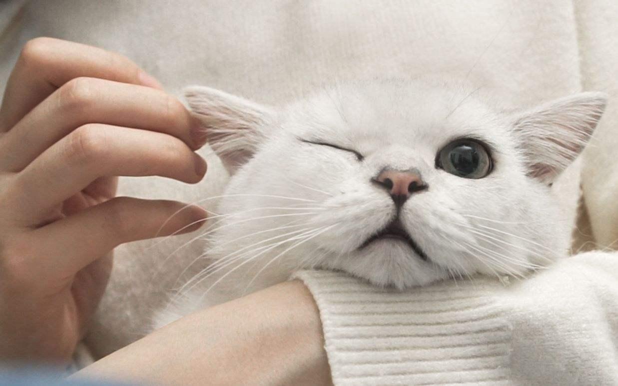 猫咪有泪痕是什么原因导致的？