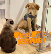 怎样训练金毛寻回犬（金毛犬怎么养）