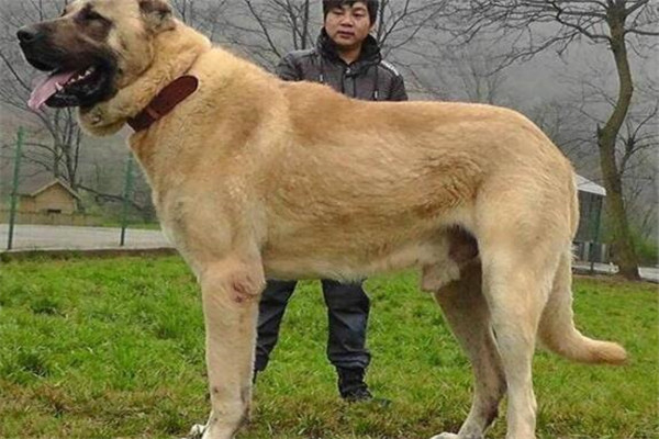 世界十大凶犬最新排名 第七被称为杀人犬，建议最好别养