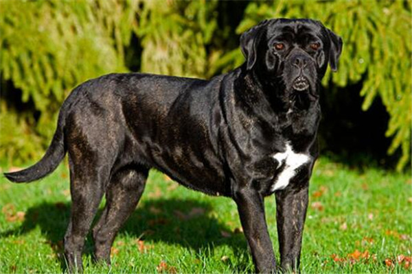 世界十大凶犬最新排名 第七被称为杀人犬，建议最好别养