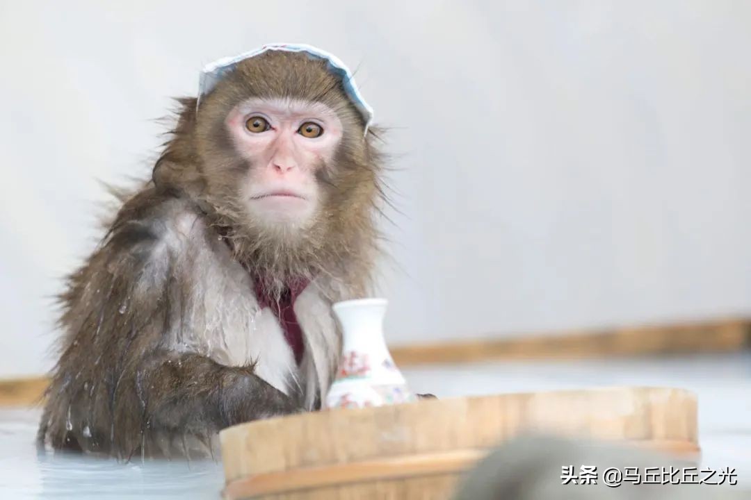 日本这个猴子温泉秘境，是世界唯一