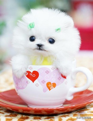 能装进杯子里的小狗狗--茶杯犬