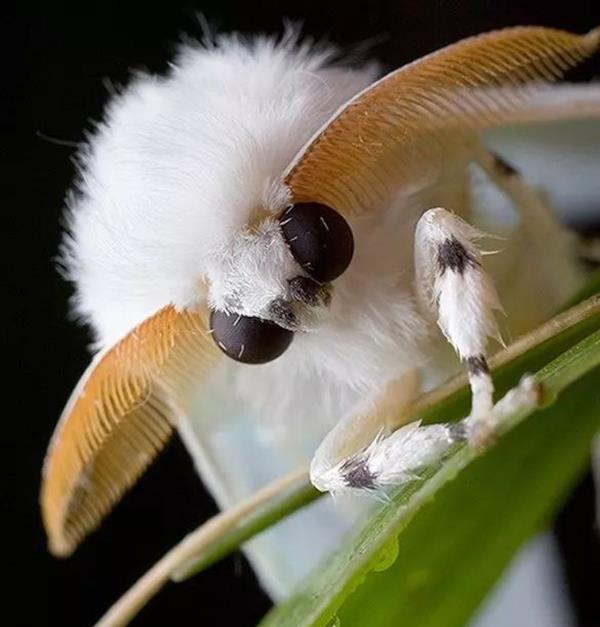 内外兼可爱的贵宾犬蛾，科学家们却对它们的“身世”一无所知