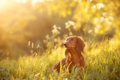 短毛腊肠犬能长多大（标准成年腊肠犬身长是多少）