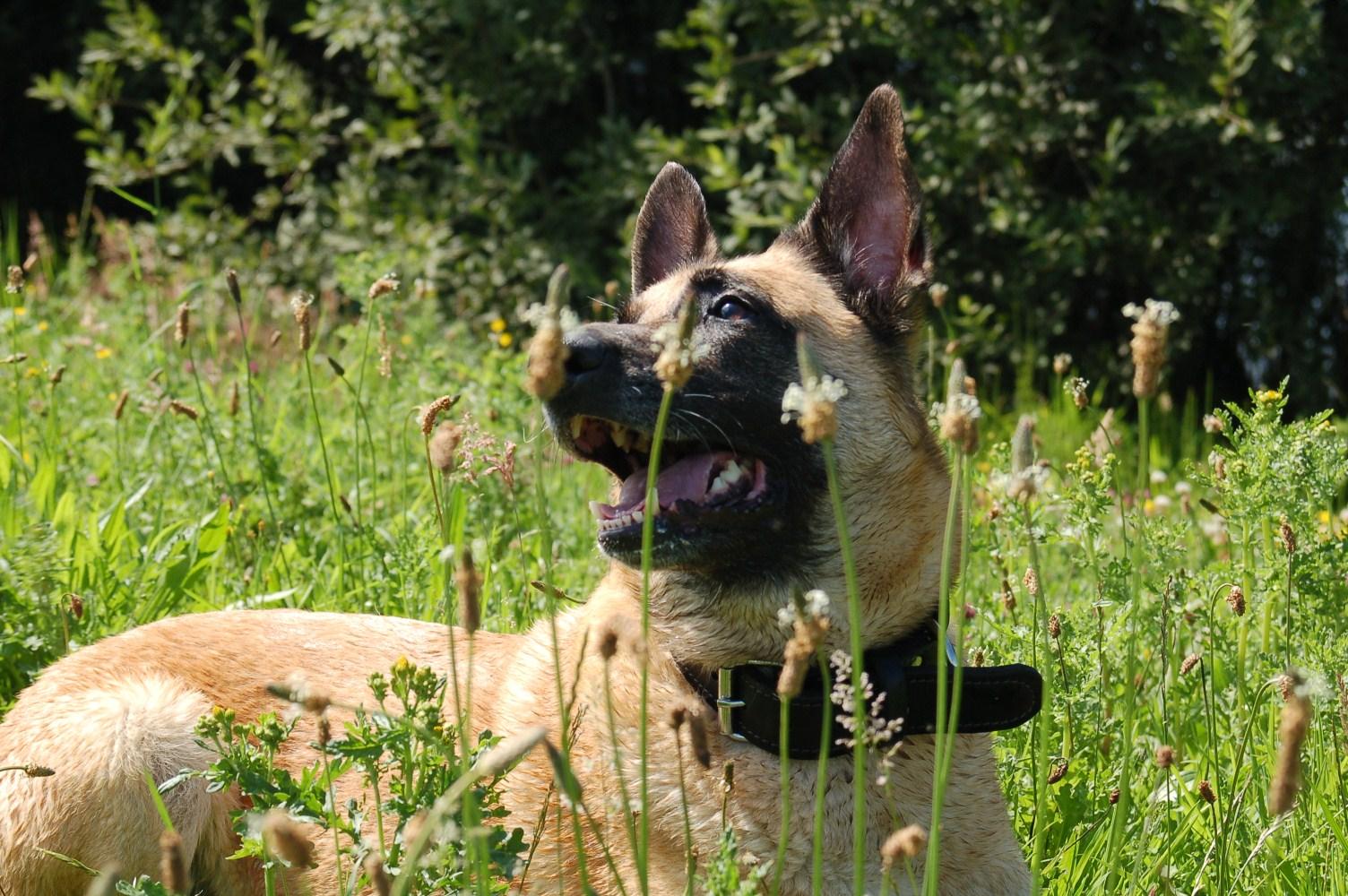 比利时牧羊犬的一种，跟德牧超像的狗狗，上过一战还抓过本拉登