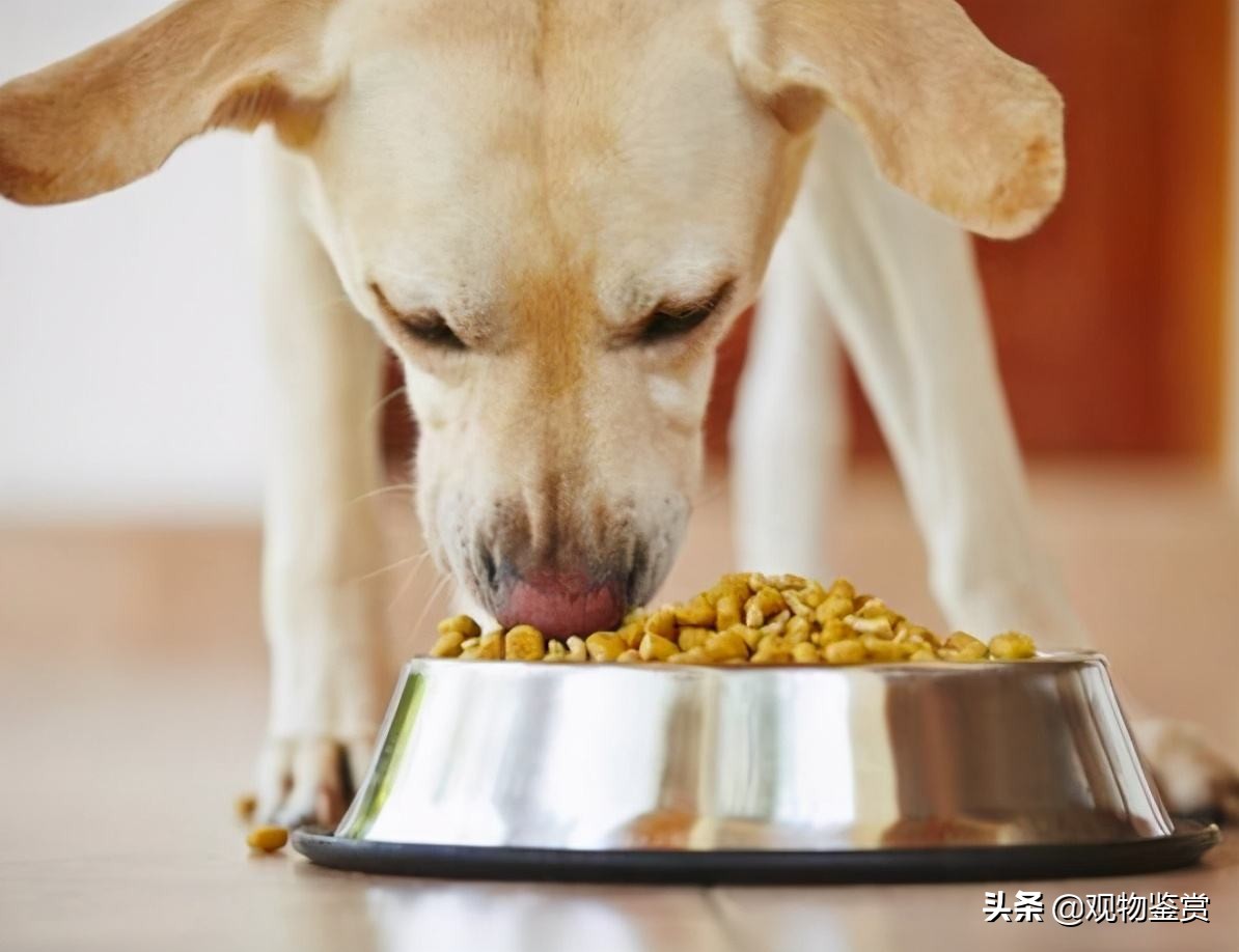 狗狗不能吃的东西清单，狗狗饮食要规范，铲屎官要重视