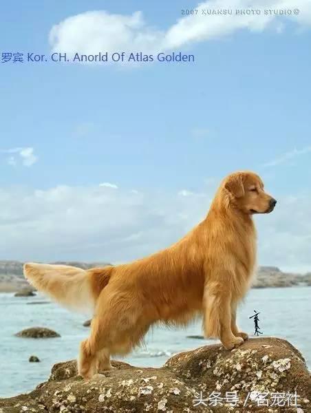 金毛寻回犬《中国知名犬舍名单》