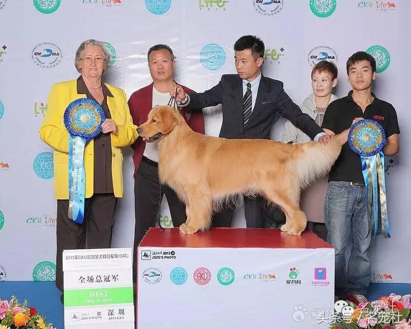 金毛寻回犬《中国知名犬舍名单》