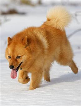 世界名犬NO:58 厉害了，我的狗“芬兰狐狸犬”宠物绝佳选择