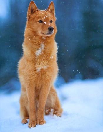 世界名犬NO:58 厉害了，我的狗“芬兰狐狸犬”宠物绝佳选择