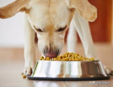 狗狗不能吃的食物（狗狗禁忌食物清单）