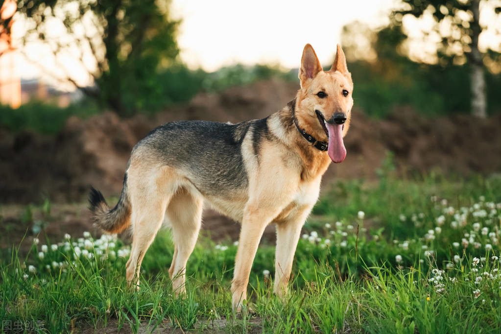 俄罗斯的7大犬种，认识3种以上的就是大神
