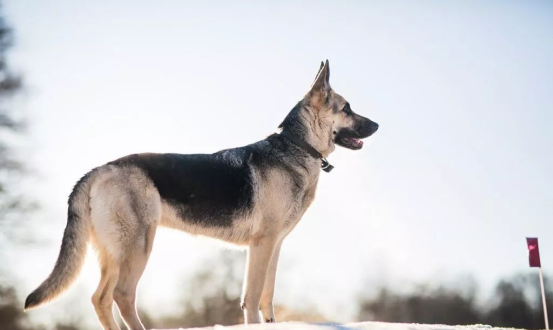 俄罗斯的7大犬种，认识3种以上的就是大神