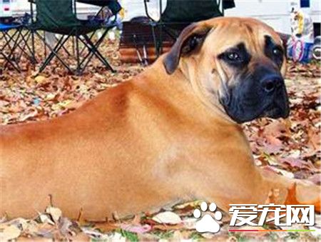 成年马士提夫犬体重 公的体重在79到86公斤