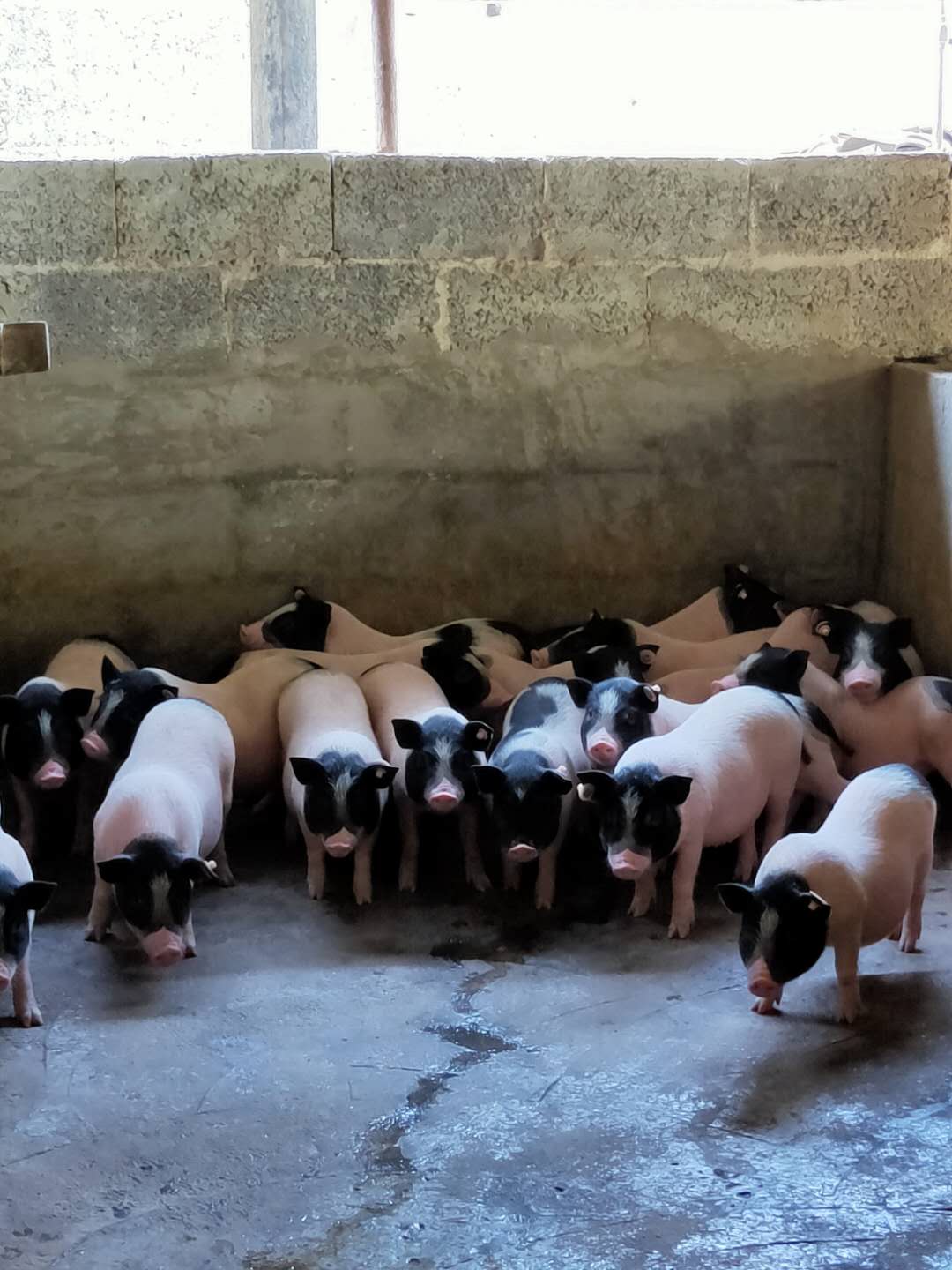 巴马香猪饲养时如何避免入坑？