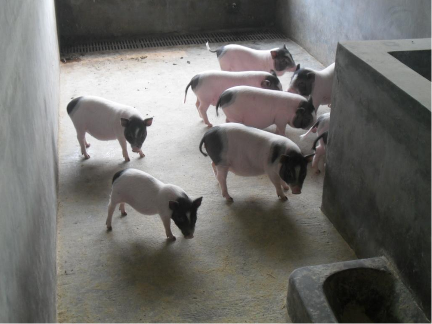 巴马香猪饲养时如何避免入坑？