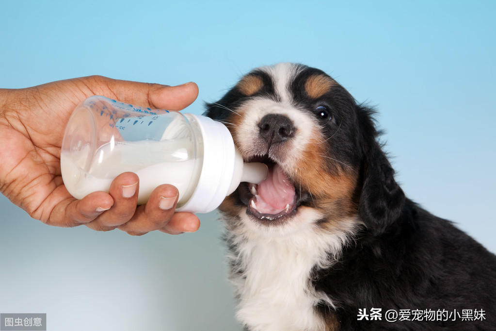 狗狗到底能不能喝牛奶？两方争论不止，我来告诉你最中肯的答案