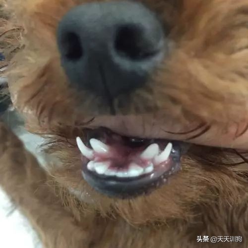 狗狗从多大开始换牙呢？