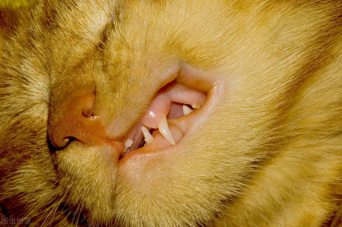 猫咪牙齿掉了，是什么情况？该怎么办？