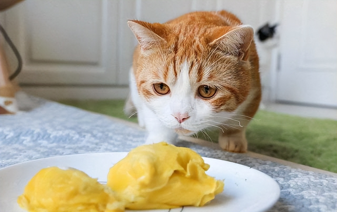 猫咪能吃的30种“人类食物”，只要喂对了，对猫有益处