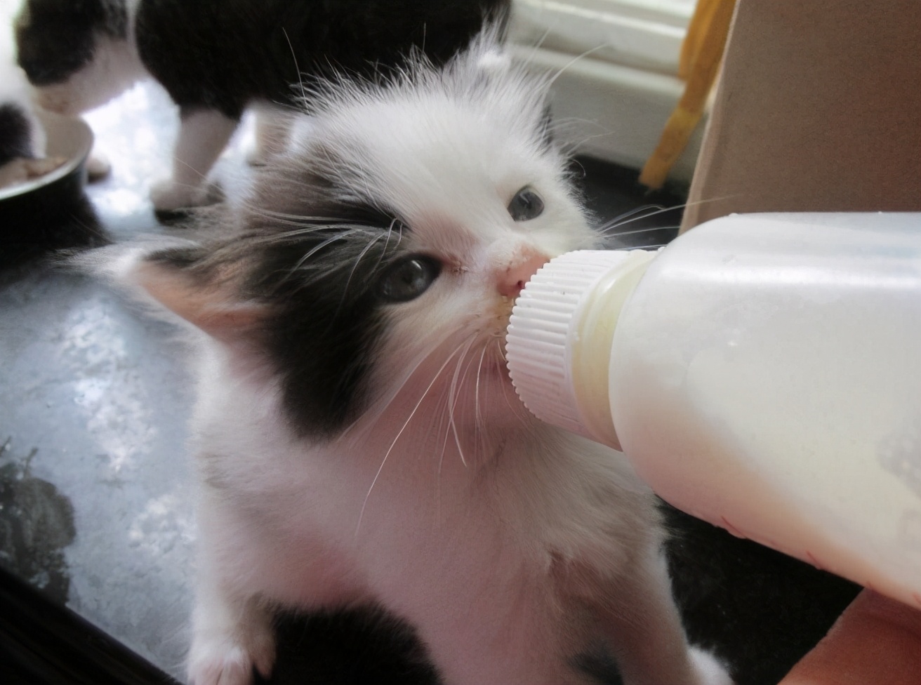 猫咪能不能喝牛奶？让小编告诉你
