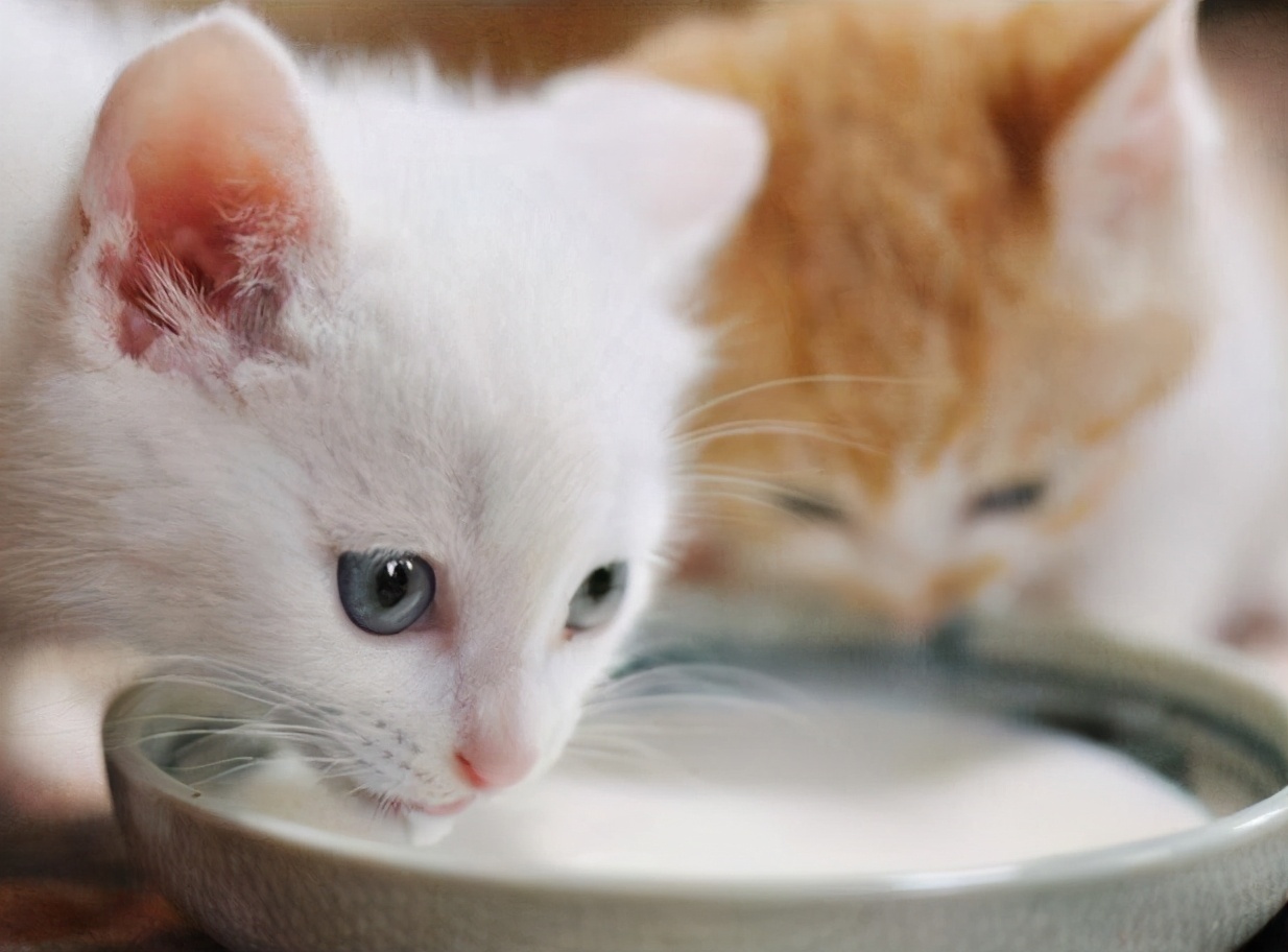 猫咪能不能喝牛奶？让小编告诉你