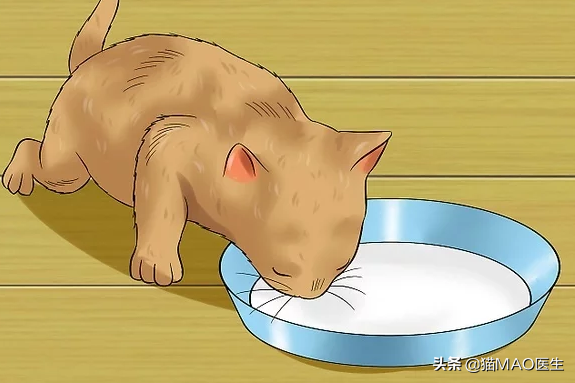 小猫咪断奶不易，多早或者过晚有坏的影响，断奶需要做好这些准备