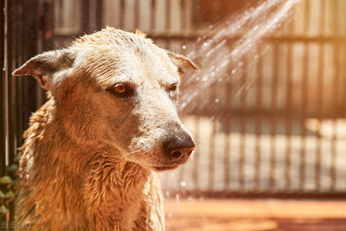 狗狗洗澡讲究多，多久洗一次澡才最合适呢？