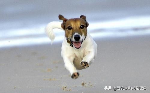 狗狗为什么会兴奋地跑圈？