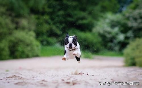 狗狗为什么会兴奋地跑圈？